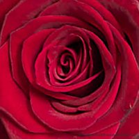 Röd ros mellan - Rosor - Skicka blommor i %city%